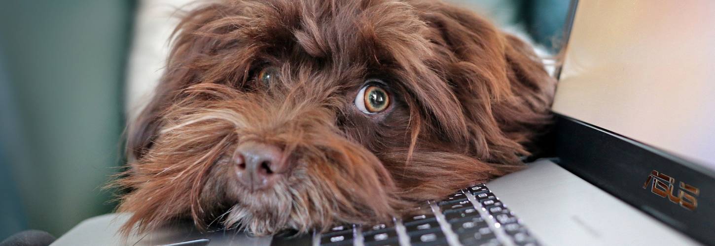 Pour promouvoir la semaine de 4 jours, l’agence .YZ lance le 4-Day Week Challenge Chien qui a la tête posée sur un ordinateur portable