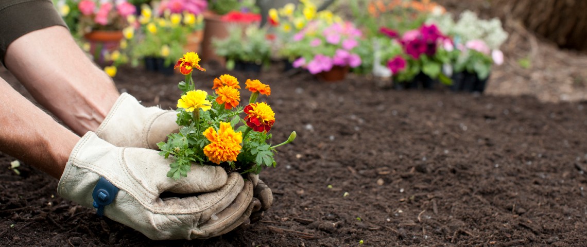 C'est quoi les jardins numériques, ces espaces qui pullulent sur le web ? Une personne en train de planter des fleurs dans un jardin.