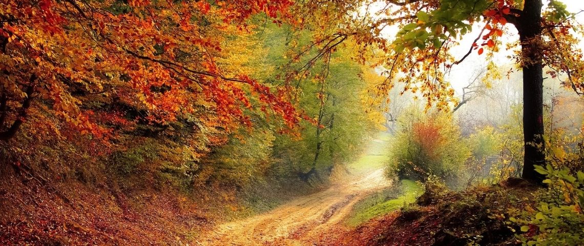 WWWALK annonce le lancement du 1e réseau d’influenceurs responsables : GreenfluenceforGood Arbres en automne