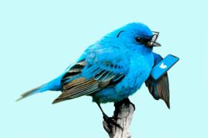 Oiseau bleu en train de regarder Twitter