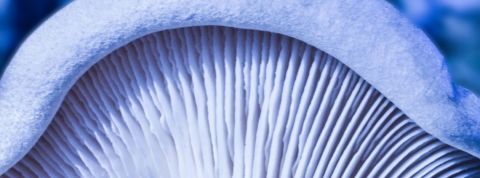 Tendance : la médecine psychédélique Gros plan d'un champignon blanc