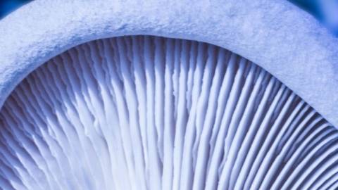 Gros plan d'un champignon blanc