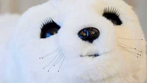 Gros plan de Paro, le robot peluche thérapeutique