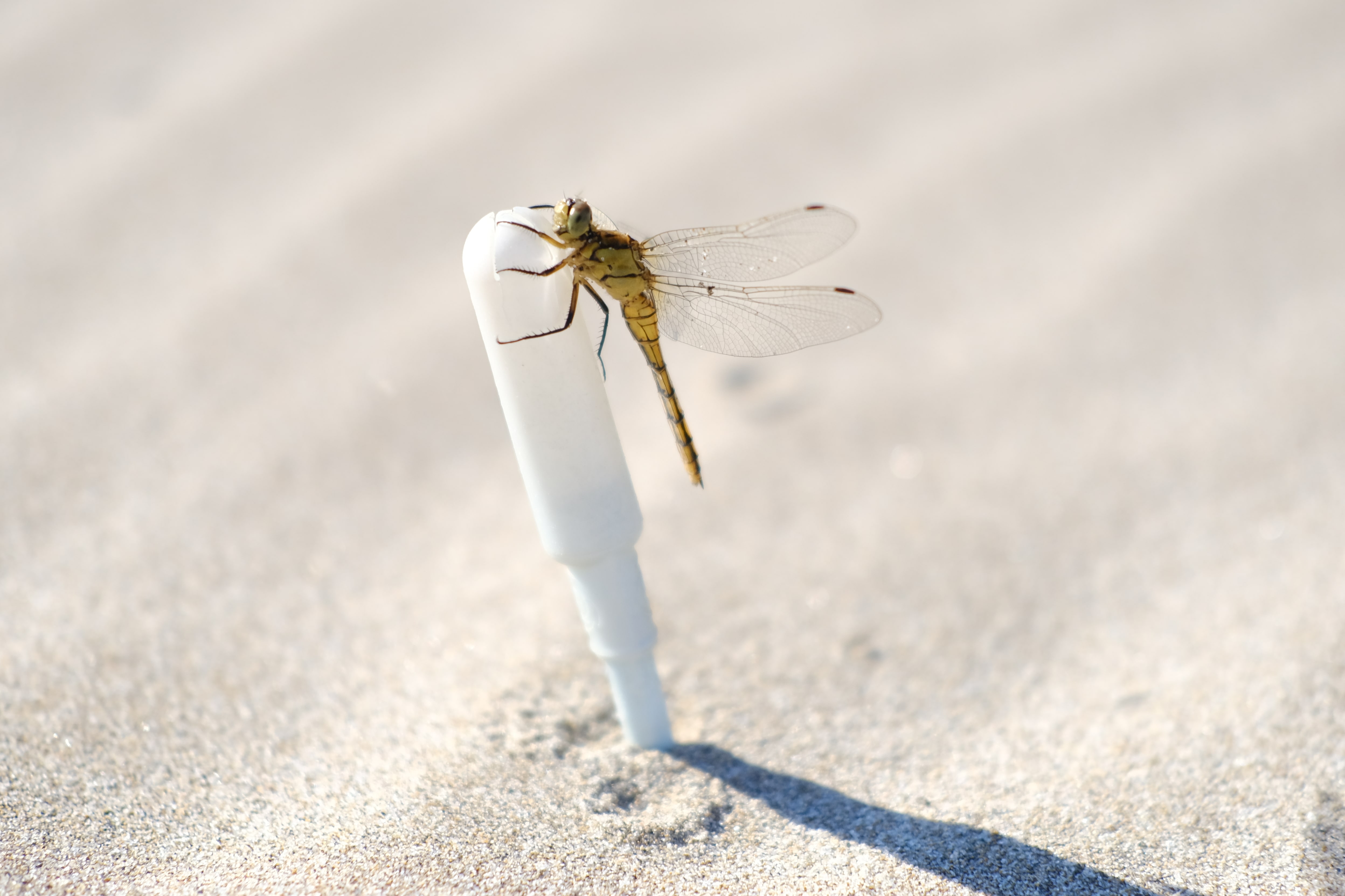Une libellule perchée sur un applicateur enterré dans le sable