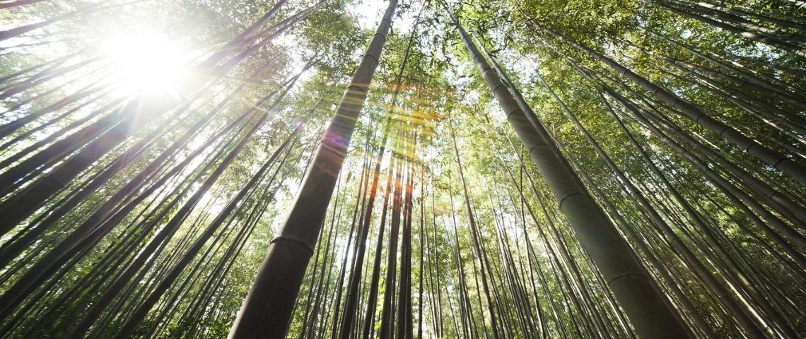 Unigreen proposent aux entreprises des objets personnalisables et réutilisables conçus à partir de matières végétales à Nantes Forêt de Bambou