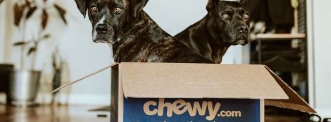 Découvrez la tendance du coliving Deux chiens noirs dans une boîte en carton