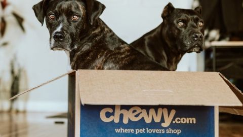 Deux chiens noirs dans une boîte en carton