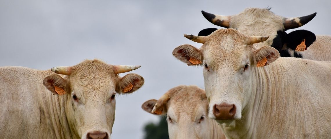 Le groupe Bel ambitionne de proposer une offre végétale pour chacune de ses marques Vaches