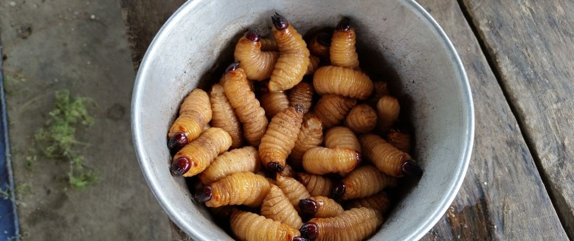 La startup française Ÿnsect qui s’est spécialisé dans l’élevage et la transformation d’insectes lève 300 millions d’euros Asticots