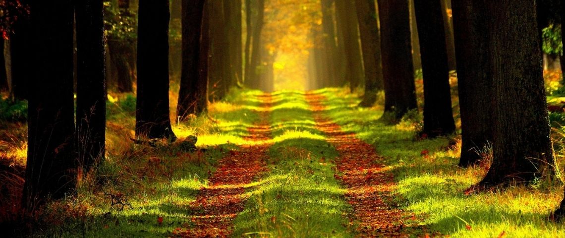 Dans le cadre du plan d’action global d'Altice France, Next Media Solutions a annoncé viser la neutralité carbone Forêt