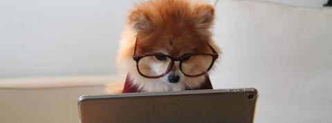 CyberScore : Un nutri-score du numérique peut-il changer notre consommation du web ? Petit chien à lunettes regarde une tablette