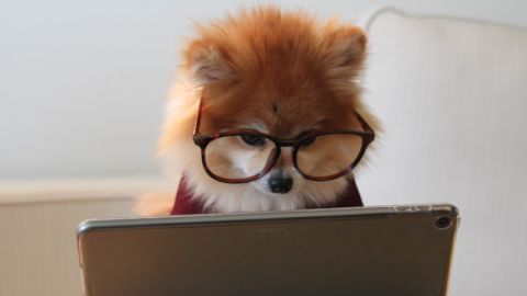 Petit chien à lunettes regarde une tablette