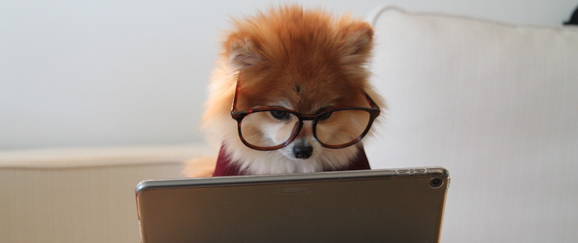 CyberScore : Un nutri-score du numérique peut-il changer notre consommation du web ? Petit chien à lunettes regarde une tablette