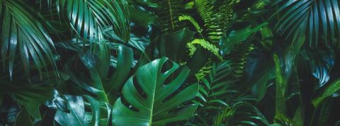 Comment le marché des plantes vertes est devenu une bulle spéculative Des plantes vertes
