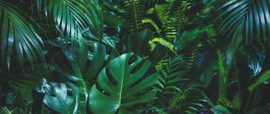 Comment le marché des plantes vertes est devenu une bulle spéculative Des plantes vertes