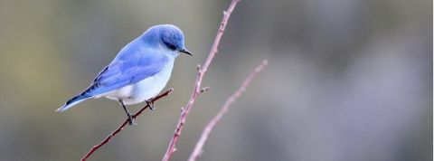 Classement des 20 meilleurs Dircom sur Twitter en 2020 Un oiseau bleu