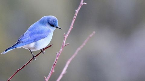 Un oiseau bleu