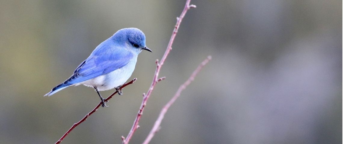 Classement des 20 meilleurs Dircom sur Twitter en 2020 Un oiseau bleu