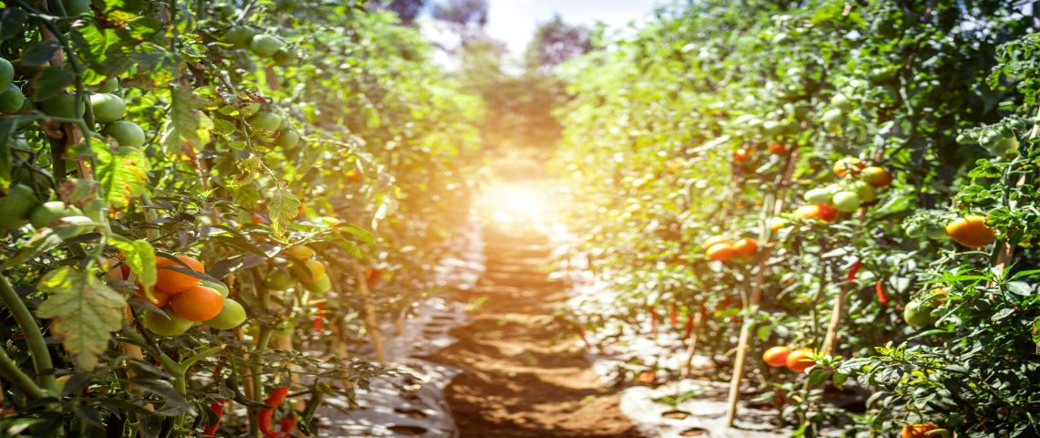 Parce que les consommateurs veulent pouvoir acheter des produits au plus près de chez euxCarrefour lance son engagement « Kilomètre zéro » au profit des producteurs locaux Exploitation fruitière