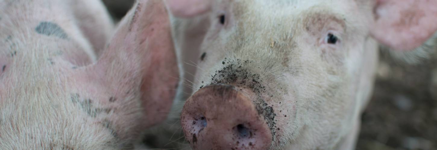 Fleury Michon poursuit ses engagements dans les filières de qualité avec la « filière française d’éleveurs engagés » Cochon