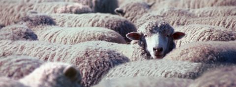 Quand les conspirationistes nous prennent pour des moutons. Quand les conspirationistes nous prennent pour des moutons.