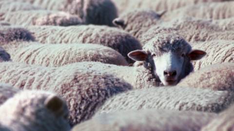 Quand les conspirationistes nous prennent pour des moutons.