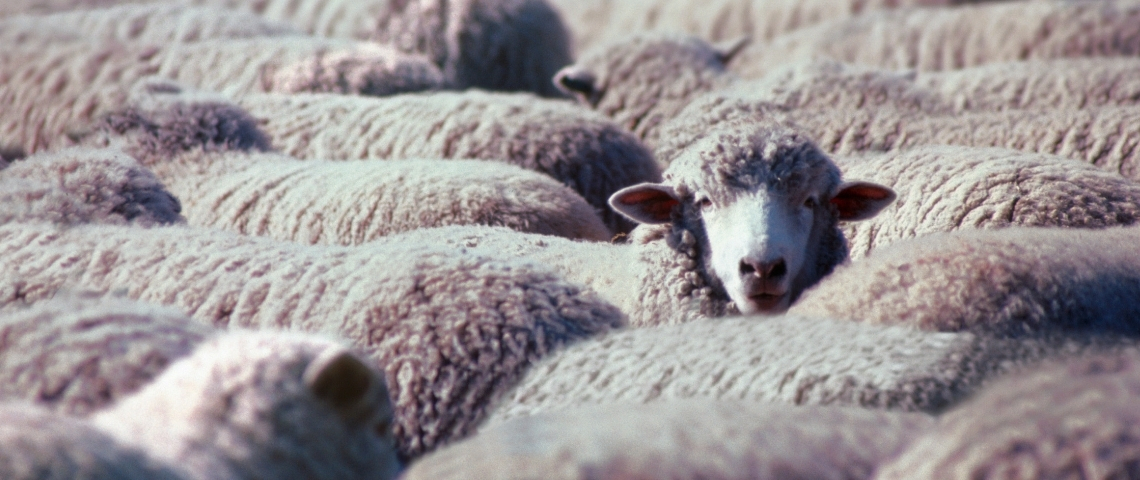 Quand les conspirationistes nous prennent pour des moutons. Quand les conspirationistes nous prennent pour des moutons.