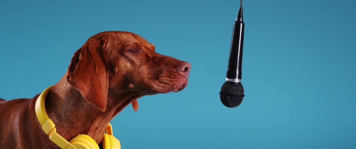 tails.com, leader britannique de l’alimentation sur mesure pour chiens , sort Raise the woof, la première chanson de noël pour les chiens Chien devant un micro