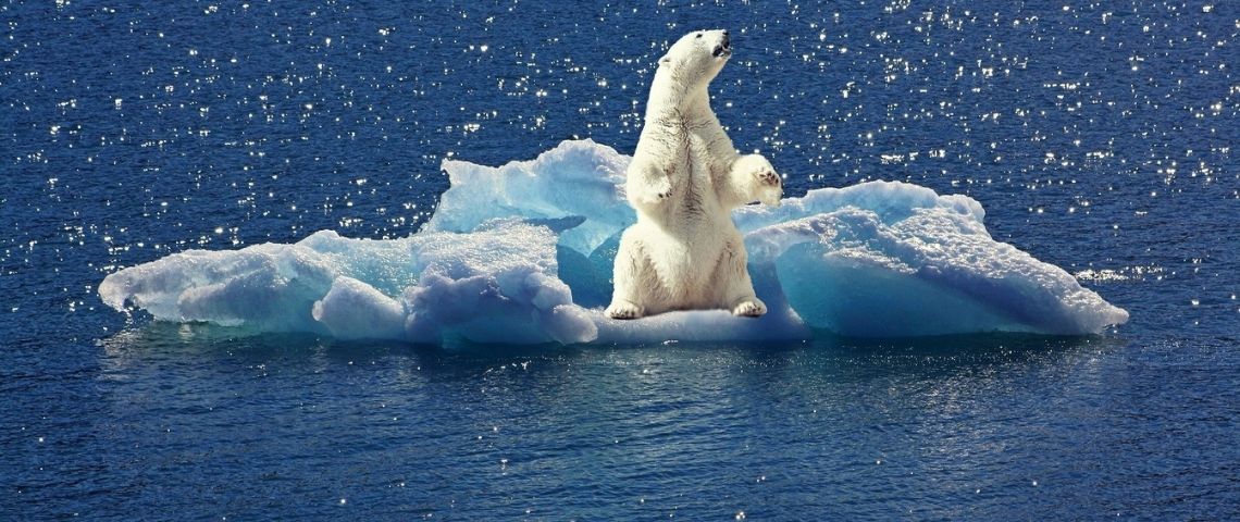 Lancement de Chapter Zero France le 3 décembre 2020 Ours polaire sur un iceberg dérivant
