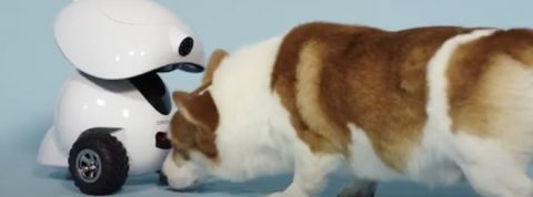 4 tech flippantes pour se surveiller en famille Robot Dogness iPet robot