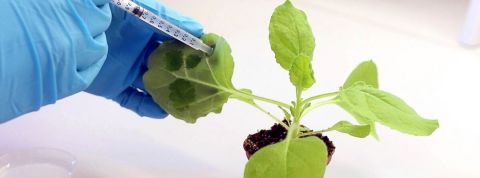 Grow Your Own Cloud : et si vous pouviez stocker vos données dans une forêt ? seringue dans une plante verte