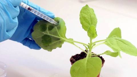 seringue dans une plante verte