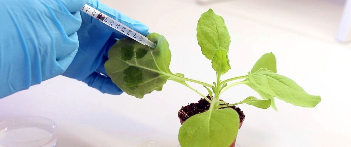 Grow Your Own Cloud : et si vous pouviez stocker vos données dans une forêt ? seringue dans une plante verte