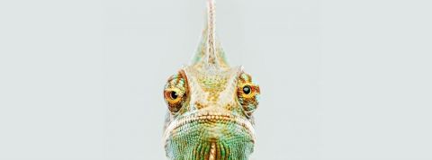 Les tendances Pinterest 2021 Gros plan sur la tête d'un caméléon