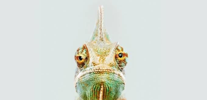 Gros plan sur la tête d'un caméléon