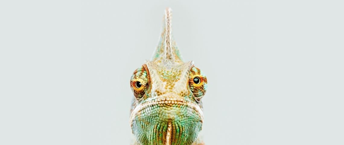 Les tendances Pinterest 2021 Gros plan sur la tête d'un caméléon