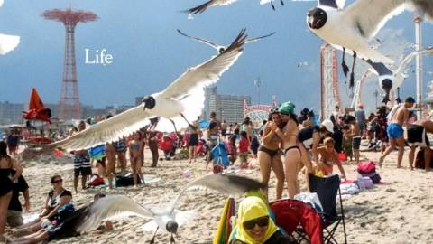 plage avec des gens et des mouettes