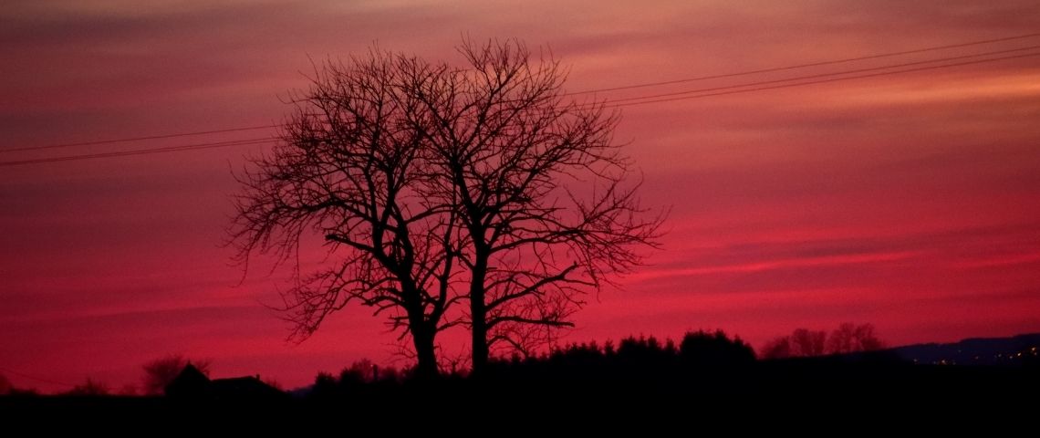 Goodeed, le pari de la publicité solidaire et responsable Un arbre devant un ciel rose