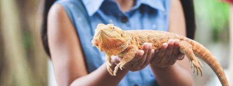 Les nouveaux animaux de compagnie Un gros caméléon