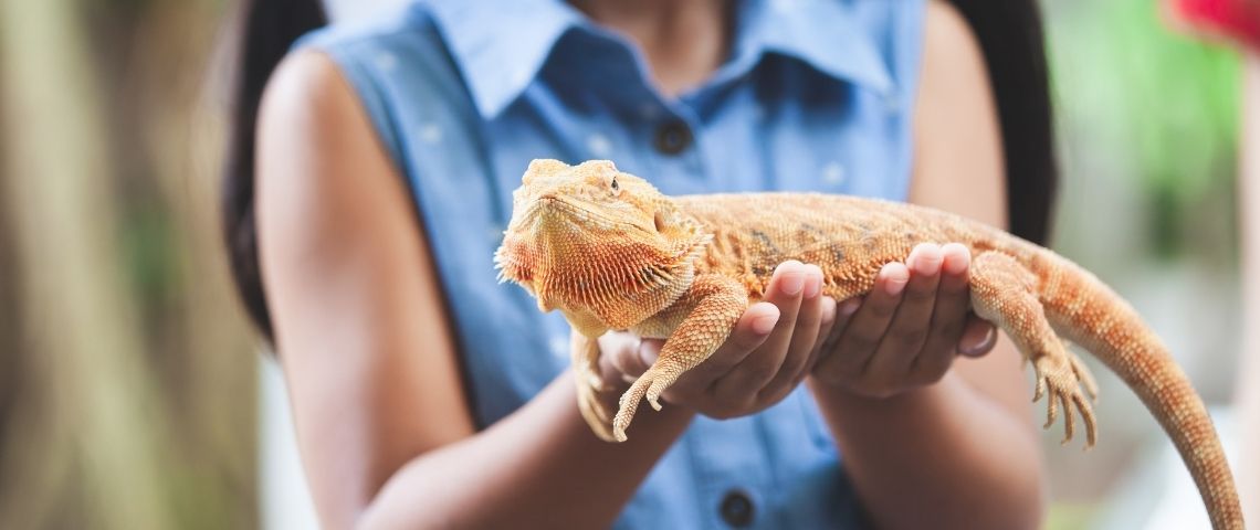Les nouveaux animaux de compagnie Un gros caméléon