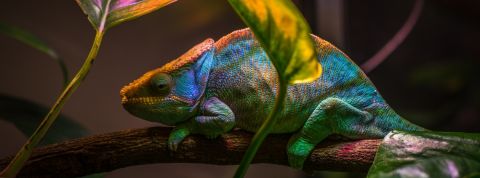 Passons de la résilience à l'adaptation Un caméléon dans les feuillages