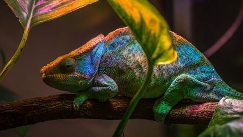 Passons de la résilience à l'adaptation Un caméléon dans les feuillages