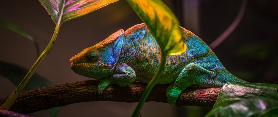 Passons de la résilience à l'adaptation Un caméléon dans les feuillages