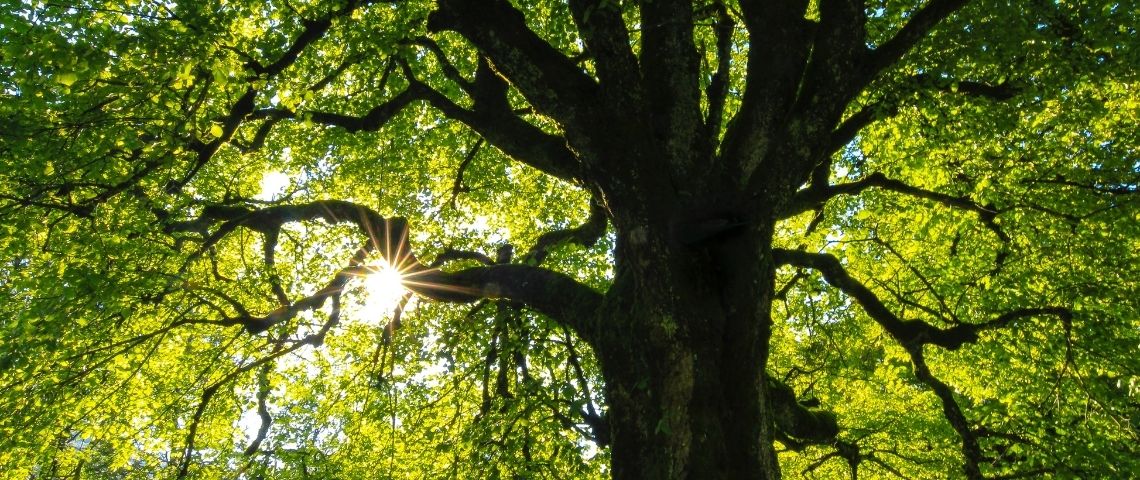 Glimpact est la première solution digitale pour évaluer l’impact environnemental global des produits et des organisations. Arbres