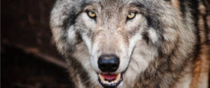 Un loup la gueule ouverte