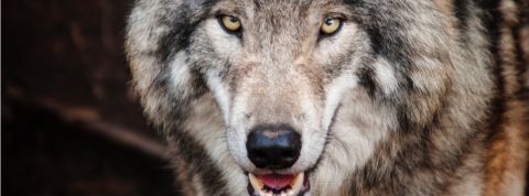 La startup Lou Yétu affichée sur Balance Ta Statup Un loup la gueule ouverte