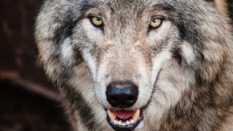 La startup Lou Yétu affichée sur Balance Ta Statup Un loup la gueule ouverte