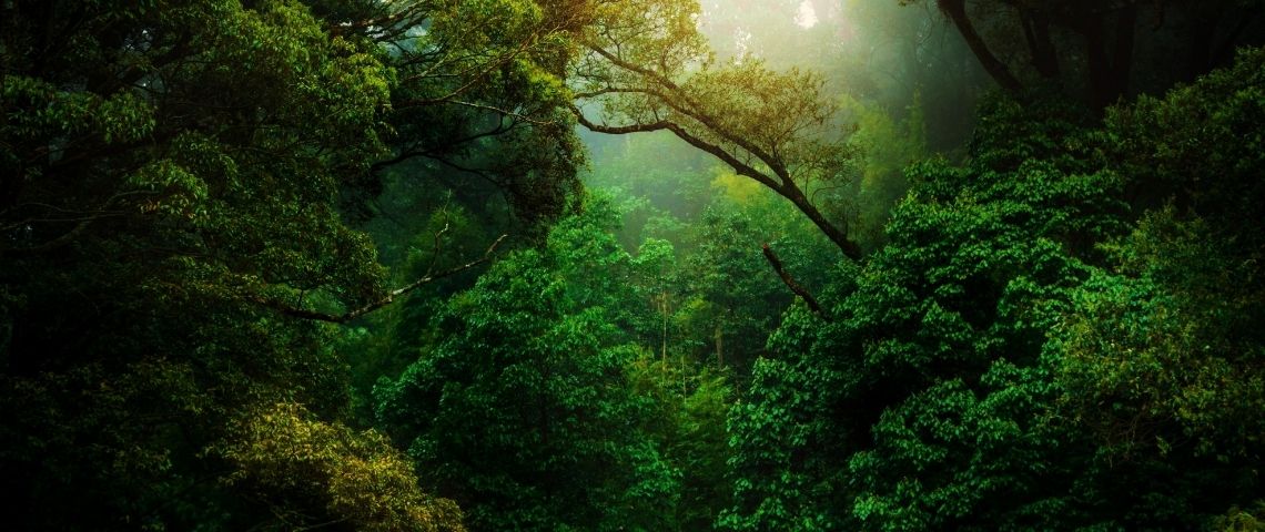Un réseau francophone pour reconnaitre les droits de la nature Une forêt dense