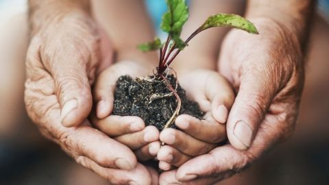 Les mains d'un adulte et d'un enfant tenant une jeune pousse