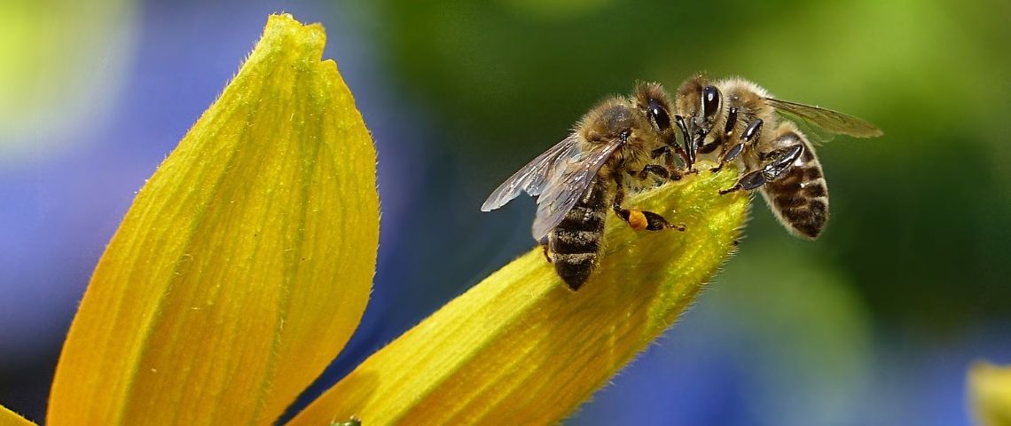 Albal, lance un nouvel emballage alimentaire à base de cire d’abeille, le nouveau geste écologique, 100% circulaire. 2 abeilles butinant une fleur jaune